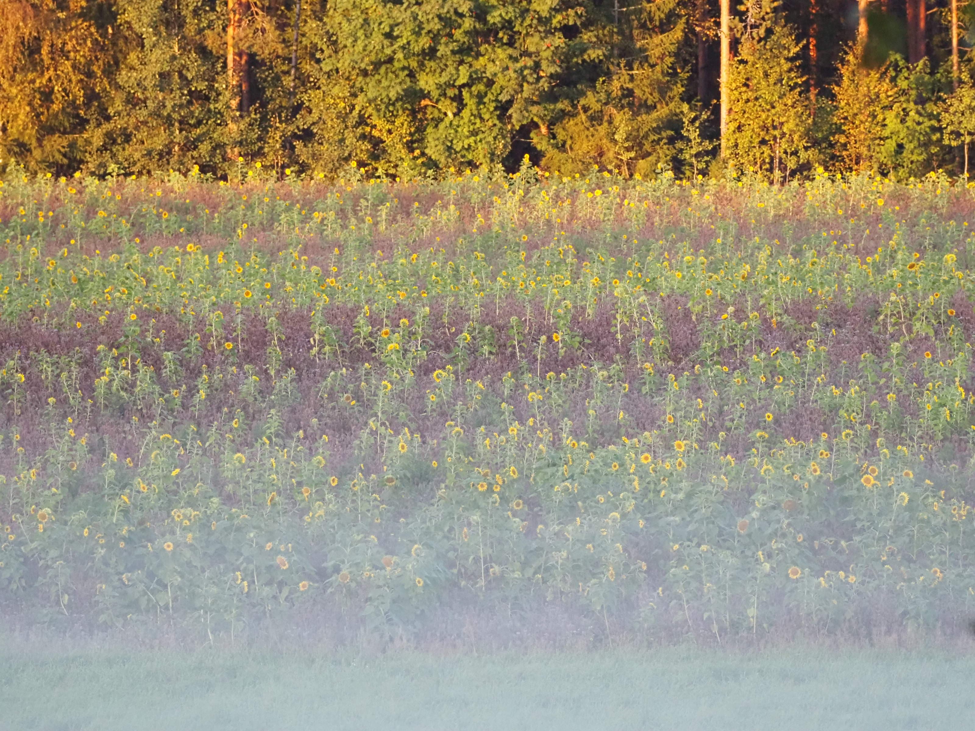 Campo di girasoli in Finlandia in autunno. I colori della finlandia 